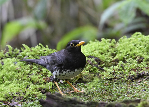 クロツグミ♂3975