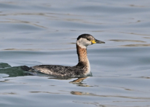 ｱｶｴﾘｶｲﾂﾌﾞﾘ8321