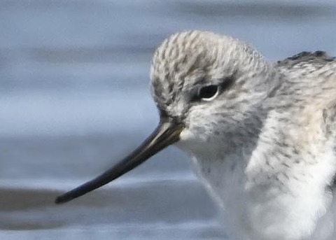 ソリハシシギ3250