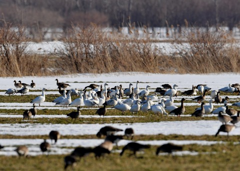 ハクガン8141 - コピー