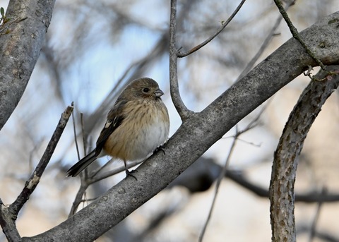 ベニマシコ♀0042