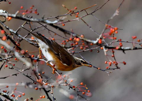 マミチャジナイ1252