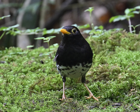 クロツグミ♂5776