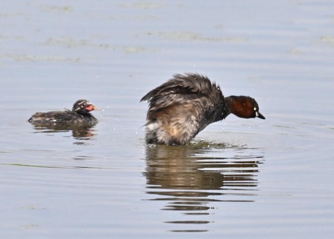 カイツブリ親子2487