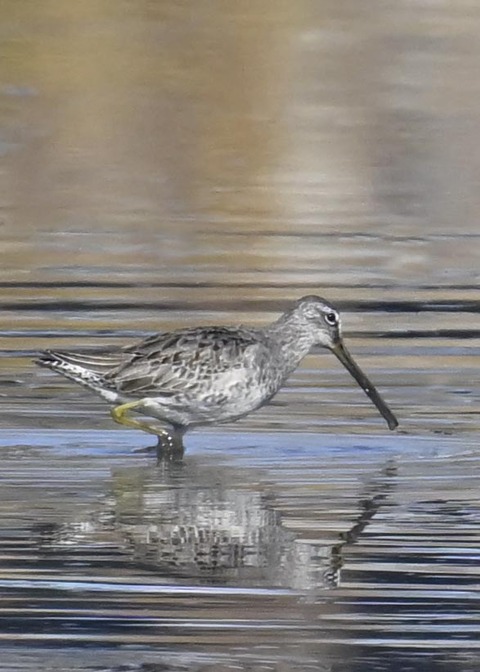 オオハシシギ2699