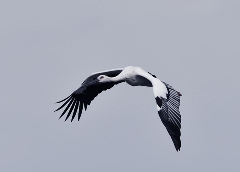 飛ぶ・コウノトリ3395