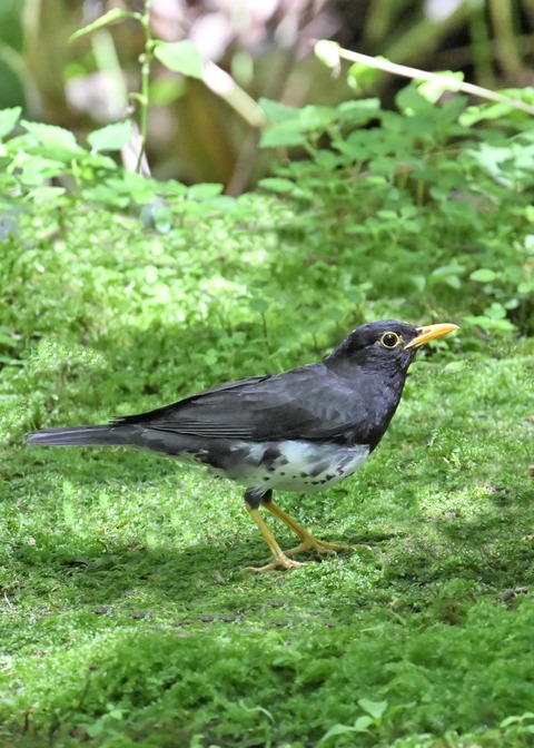 クロツグミ♂3843