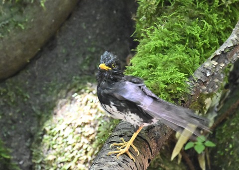 クロツグミ♂4440