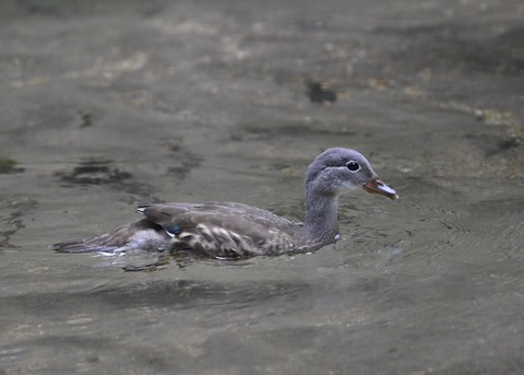 オシドリ♀幼鳥6692