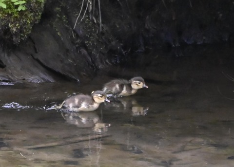オシドリのヒナ5992