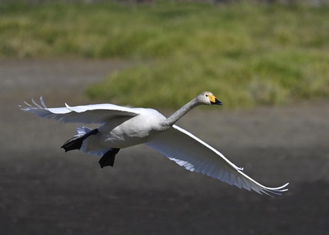 オオハクチョウ4065