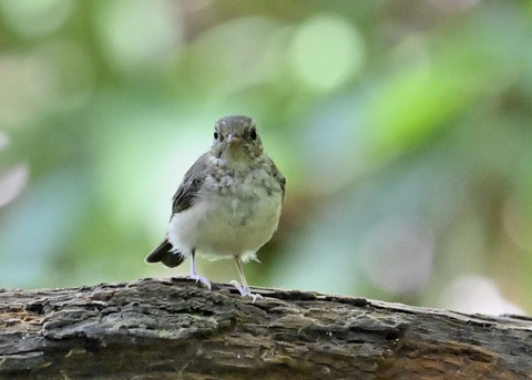 キビタキ幼鳥2071