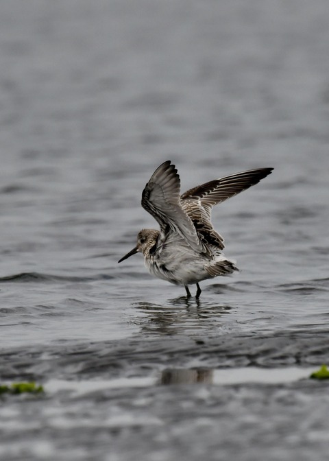 飛ぶ・オバシギ幼鳥4578