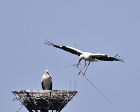 巣材運ぶコウノトリ8349