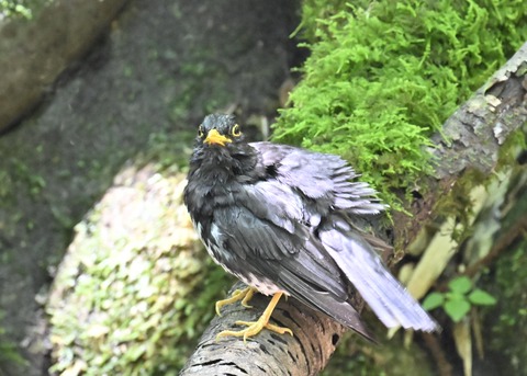 クロツグミ♂4362