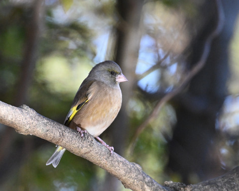 オオカワラヒワ7490
