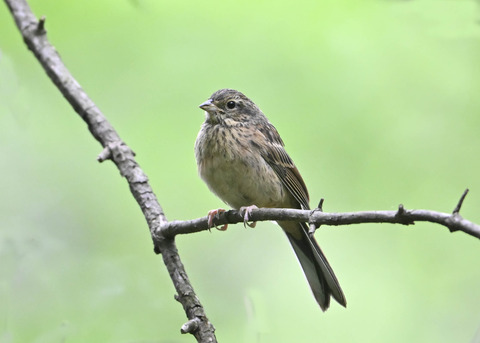 ホオジロ幼鳥3399