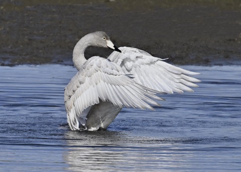オオハクチョウ幼鳥3786