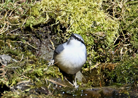 ゴジュウカラ7672