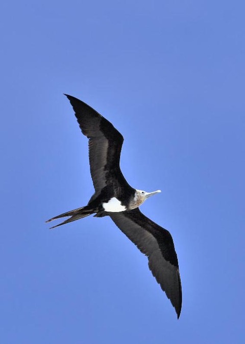 オオグンカンドリ5637