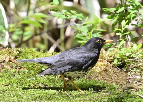 クロツグミ♂2949