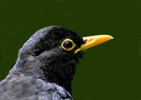 クロツグミ♂5001