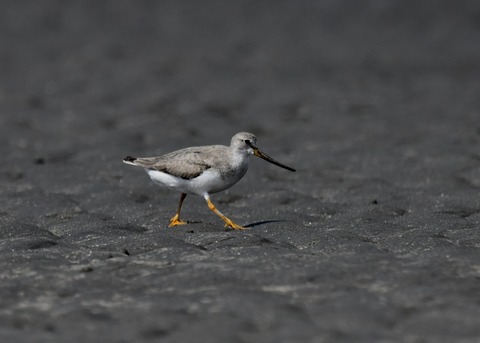 ソリハシシギ4639