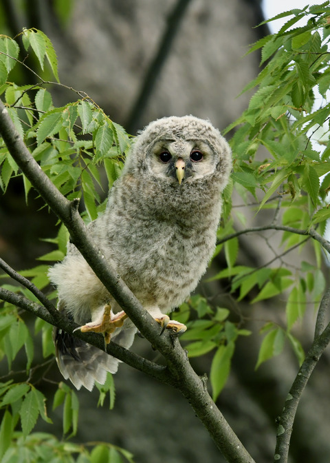 フクロウのヒナ②9644