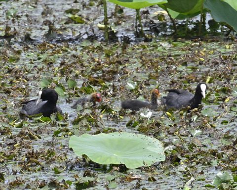 オオバンの親子6412