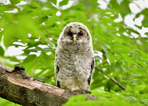 フクロウのヒナ1069