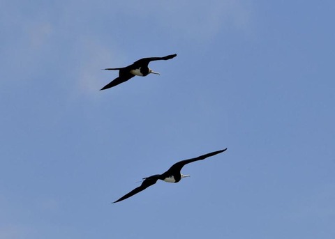 オオグンカンドリ6043