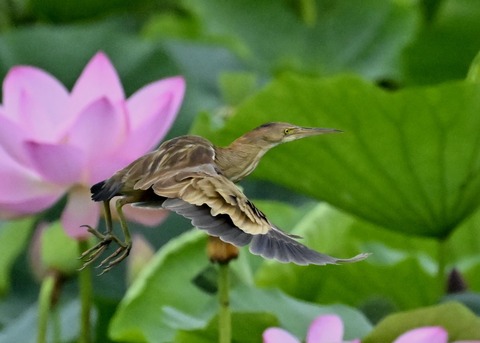 ヨシゴイ♀1452
