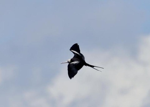 オオグンカンドリ2503