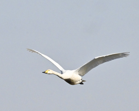 オオハクチョウ3127