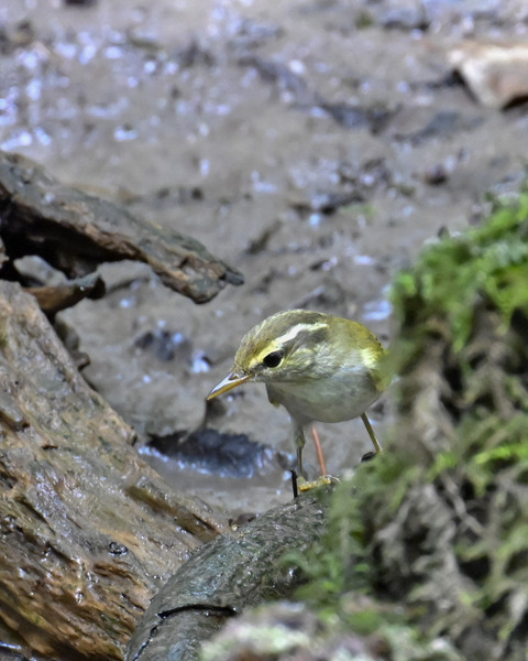 センダイムシクイ2362