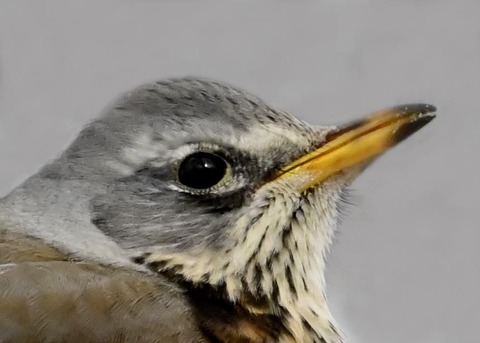 ノハラツグミ1254-01