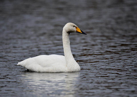 オオハクチョウ7568