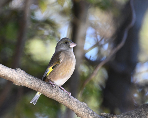 オオカワラヒワ7522