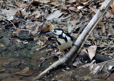 アカゲラ♀8746