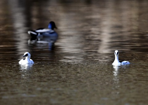 ミコアイサ♂7766