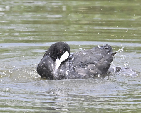 オオバンの水浴び7276