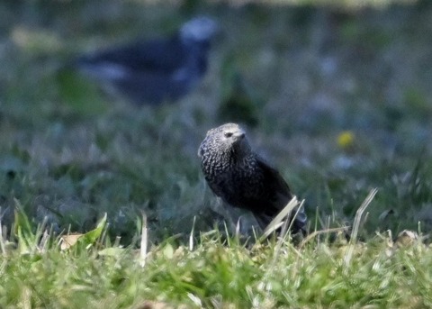 ホシムクドリ5359