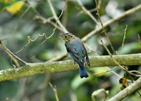 オオルリ♂若鳥0490