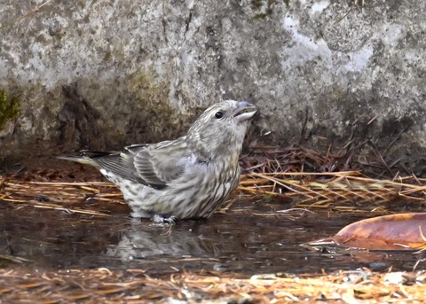 イスカ幼鳥7665