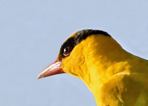 コウライウグイス2724