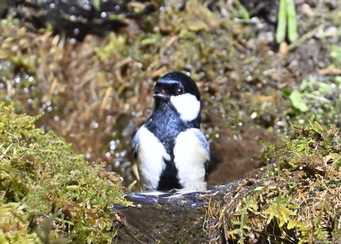 シジュウカラ7523