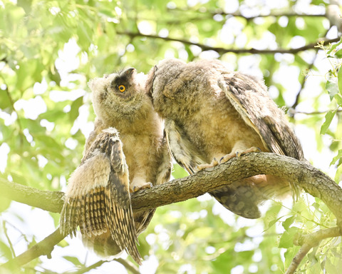 トラフズクの雛③3908