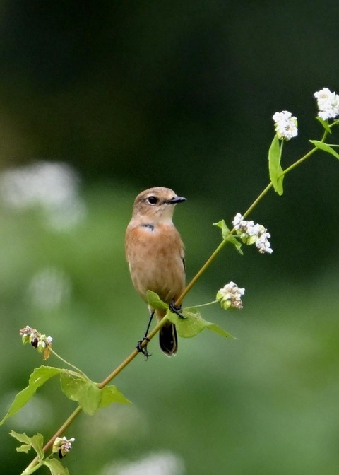 ノビタキ♀4054