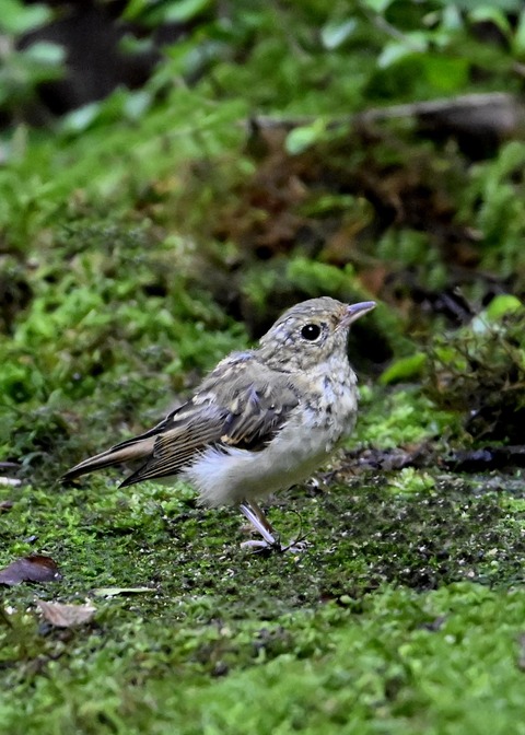 キビタキ幼鳥1622