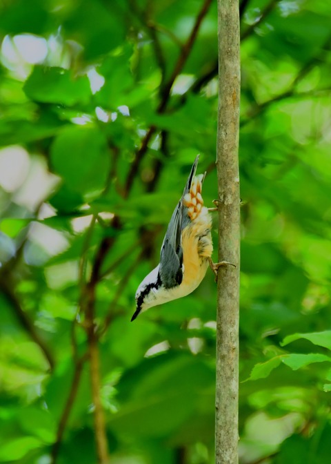 ゴジュウカラ4093